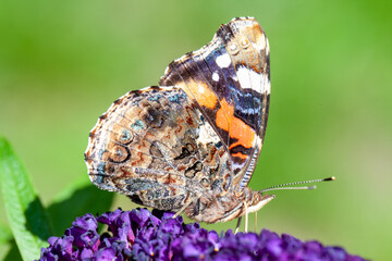 Red Admiral, Vanessa atalanta, butterflies on Buddleja flower or butterfly bush. High quality photo