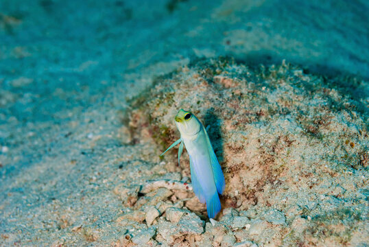 Yellowhead Jawfish hovering over it's coral burrow