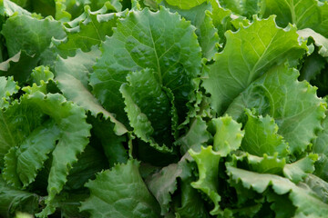 la production de la salade  