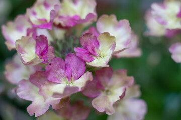 Beautiful blooming hydrangea paniculata variety in the summer garden. High quality photo