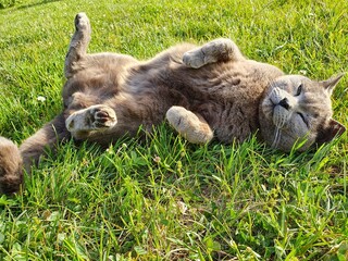 lion cub in the grass