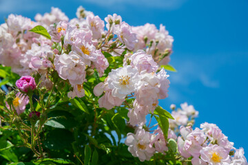 青空と淡い色合いの薔薇