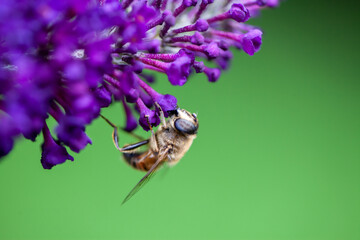 honey bee collecting pollen on a purple buddleja flower in blur background. High quality photo