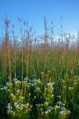 616-73A1 Springbrook Wildflowers