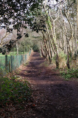 path in the park
