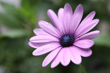 Purple Daisy flower close up