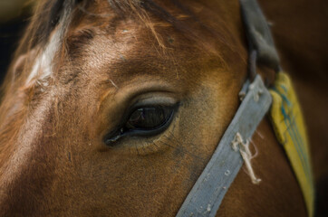 a close-up of a horse's eye, a brown stallion on a horse farm, a kind look of a noble animal, a horse behind a fence, a portrait of animals, taking care of animals, a horse in a flock