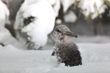 gray little hare in the snow in winter