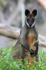 Brush-tailed Rock-wallaby, Petrogale penicillata, sits and observes the surroundings
