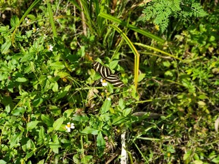 Zebra longwing butterfly 