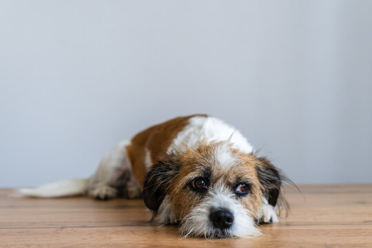 Kleiner Terrier Hund liegt auf einem Holz Boden. Müde, Depression, weißer Hintergrund.