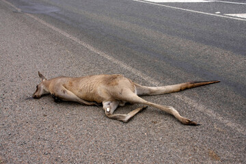 ou often see a knocked down kangaroo on Australian roads
