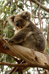 Naklejka premium Koala, Phascolarctos cinereus, the most popular tree marsupial. Australia