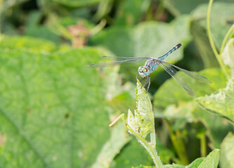 dragonfly on a green leaf