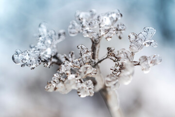 Ice flower - dry flower and stem covered with a thick layer of ice with a beautiful winter, gentle bokeh.