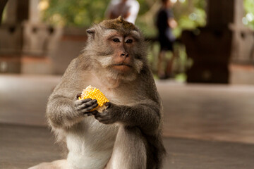Crab-eating macaque (macaca fascicularis) holding a corn in its hands 