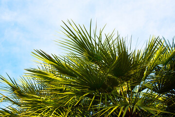 Close-up of the top of a palm tree, Close-up of palm leaves. Tropical park