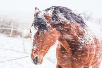 A horse in a paddock on a windy winter day. Visible snowflakes, wind and frost. Close-up of the horse's eyes and head. Winter scenery at the horse farm. - 412582404