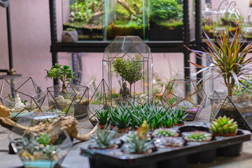 Fototapeta na wymiar Small garden with miniature plants. Home indoor plants. DIY florarium. Modern organic interior decor. Colorful plants growing in glass geometric