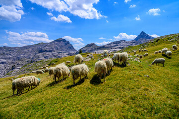 mouton au pic d'anie