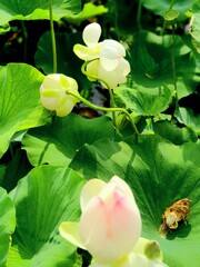A Beautiful Korean lotus(연꽃) in a pond