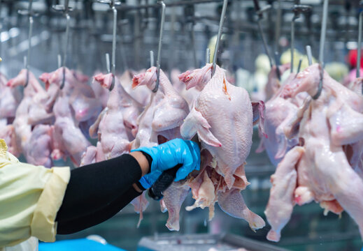 Chicken hang on rail in poultry industry process.