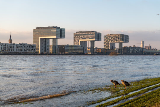 Nilgänse genießen das Hochwasser des Rheins in Köln