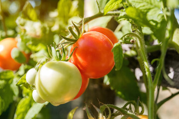 Fresh juicy tomatoes ripening in a garden bed