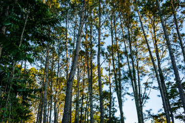 Obraz premium trees in the forest