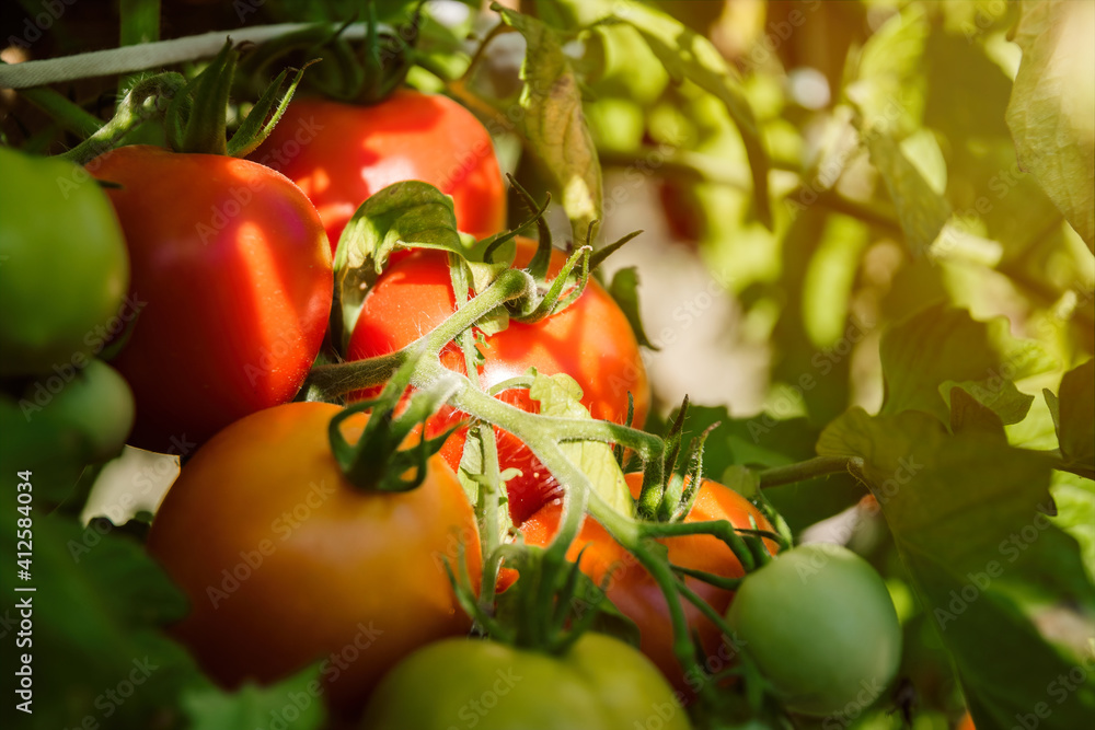 Wall mural Fresh juicy tomatoes ripening in a garden bed	