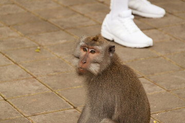 A face of a long-tailed macaque monkey (macaca fascicularis) and a pair of white shoes behind it at Sacred Monkey Forest in Bali 