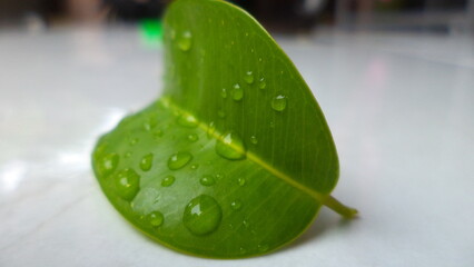 Dew drop on the Leaves every morning