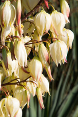Bloom Bayonet Yucca flowers on tree, Closeup white yucca filamentosa bush flowers, Blossom white...