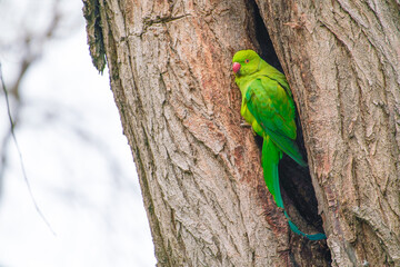 Big green parrot in a hollow