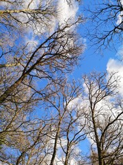 ciel bleu et nuages avec branches d'arbres dénudées