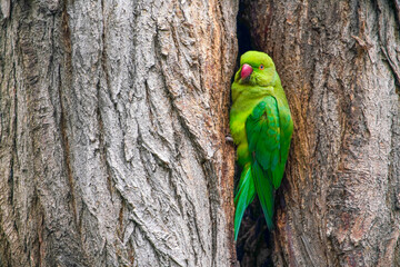 Big green parrot in a hollow © Vastram