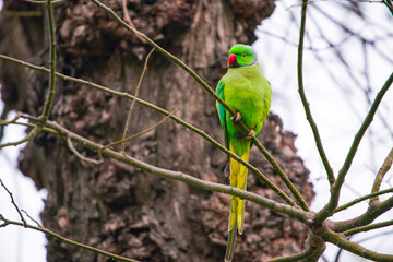 Big green parrot on a branch