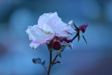 Rose, Blume, Flower