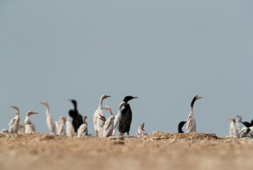 Socotra Cormorants chicks at Hawar island, Bahrain