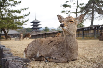 奈良の興福寺でたそがれる鹿