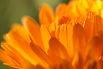 Blüte der Ringelblume; Calendula