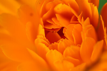 Blüte der Ringelblume; Calendula