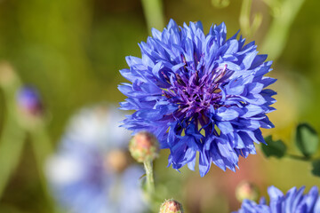 schöne blaue Kornblume in der Blumenwiese