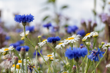 bunte, sommerliche Blumenwiese