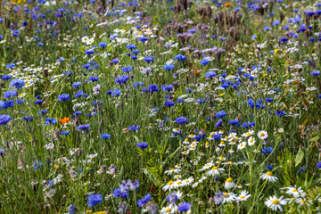 bunte, sommerliche Blumenwiese