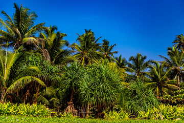 Fototapeta na wymiar Palm trees under the blue sky