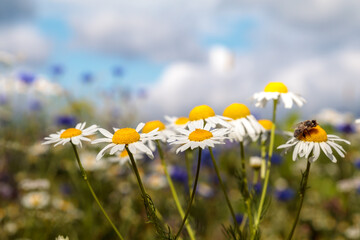 bunte, sommerliche Blumenwiese