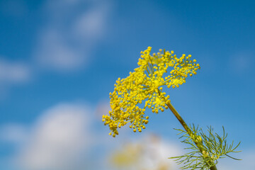 Fencheldolde im Blau des Himmels