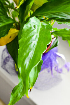 Green leaf in home, home decoration, plant, flower