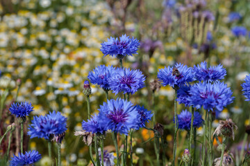 bunte, sommerliche Blumenwiese